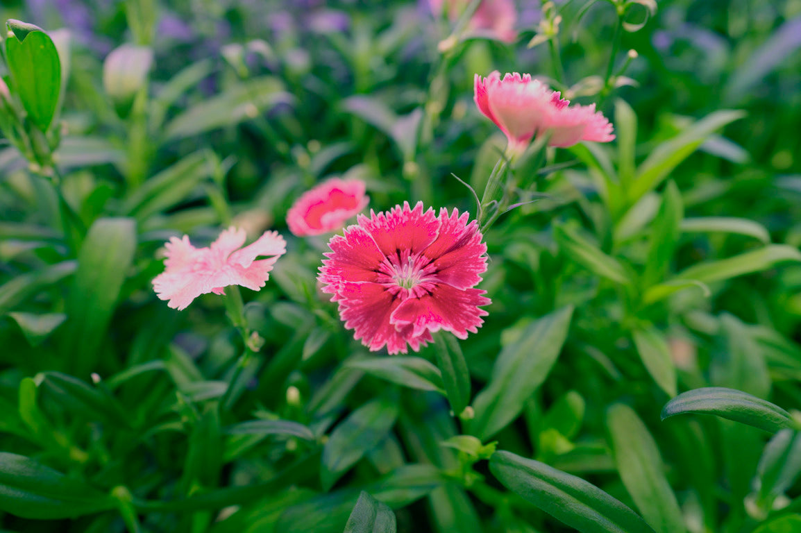 edible flowers singapore 2