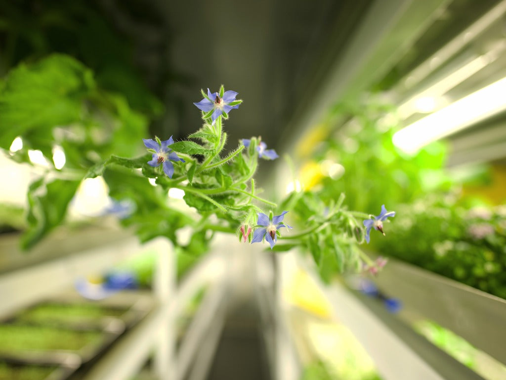 edible flowers singapore 3