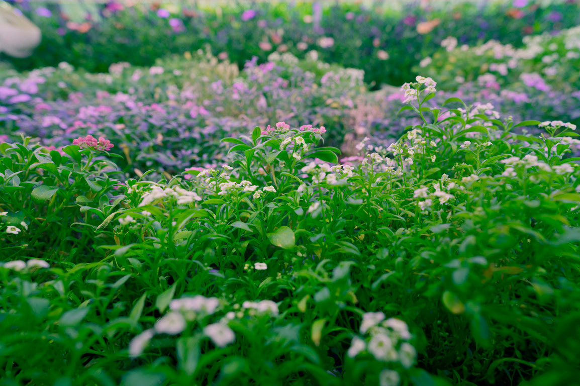 edible flowers singapore 5