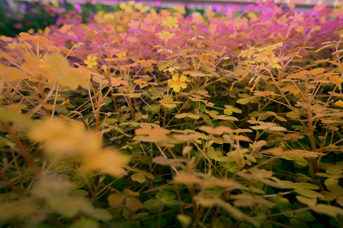edible flowers singapore 6