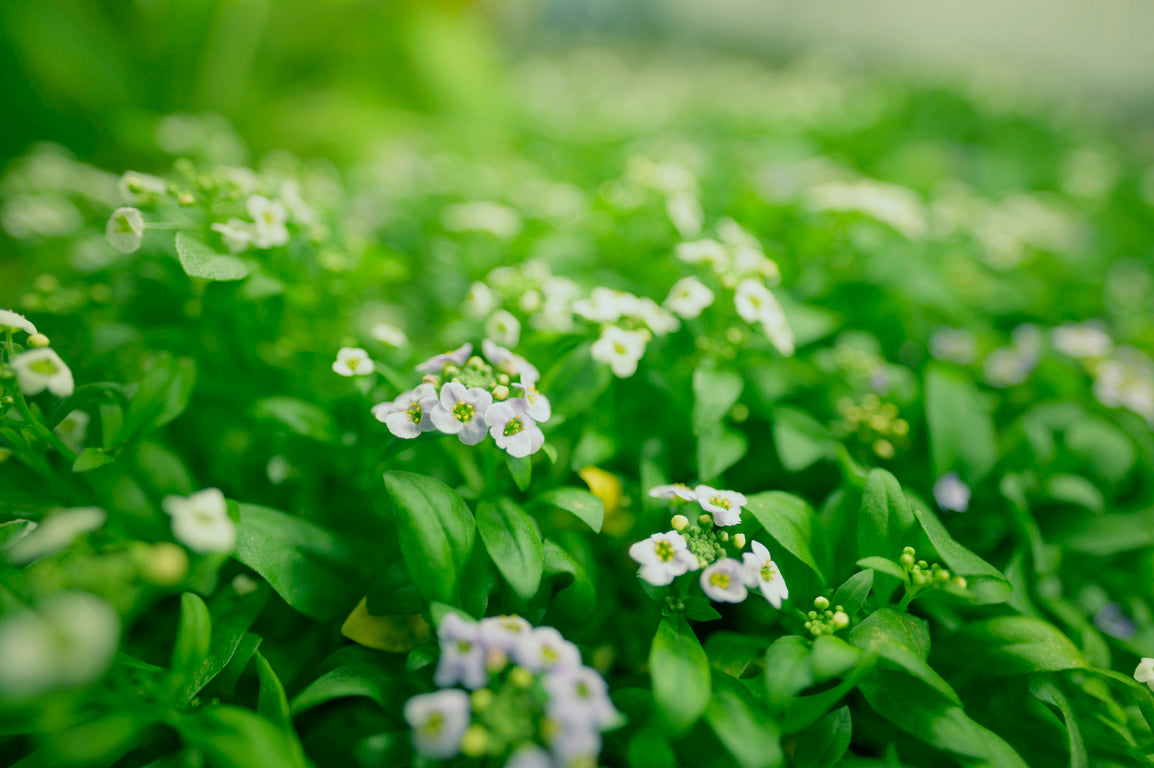 edible flowers singapore 7