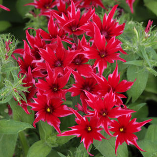 phlox red edible flowers singapore