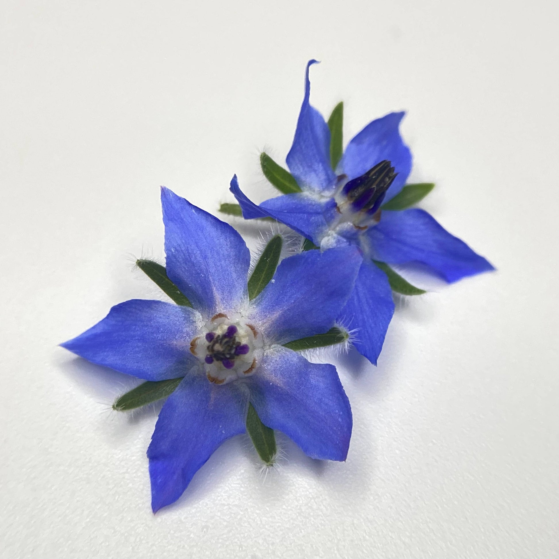 edible flower - Borage singapore
