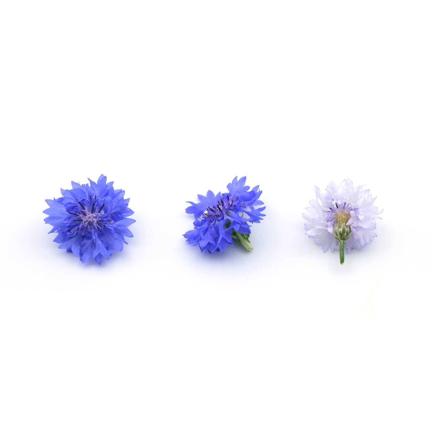 cornflower edible flowers singapore