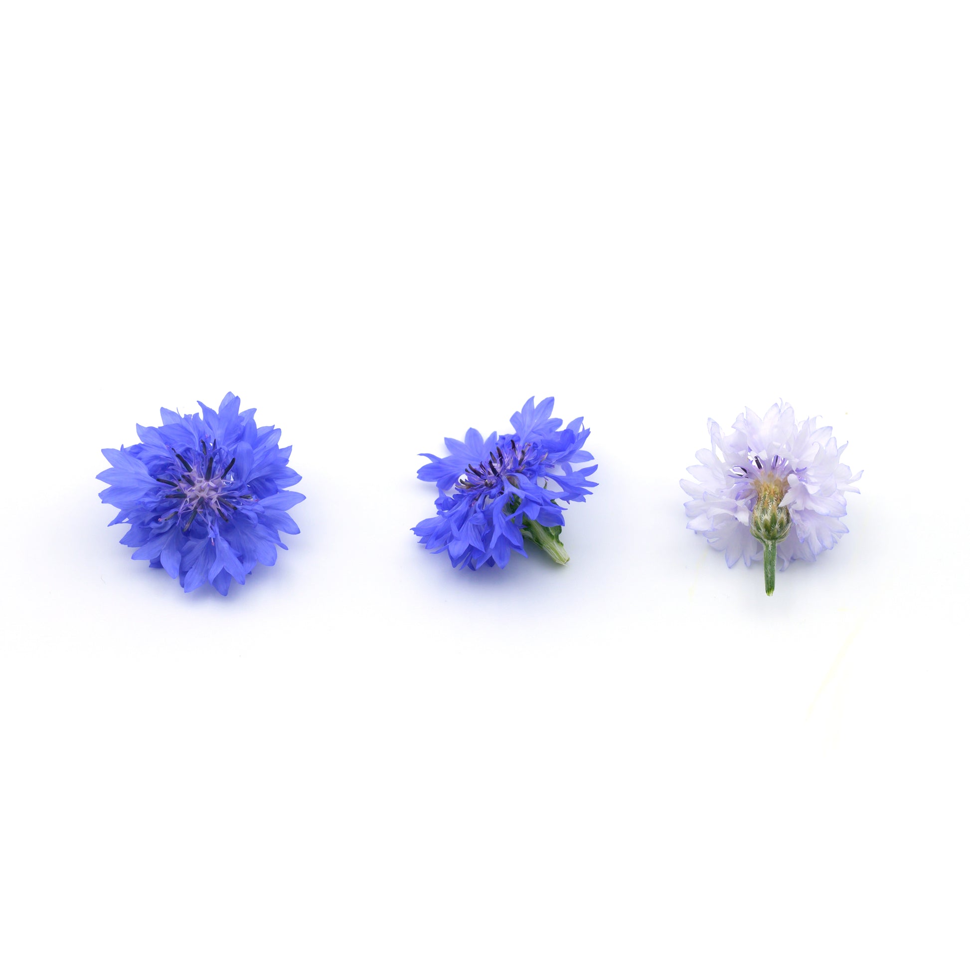 cornflower edible flowers singapore