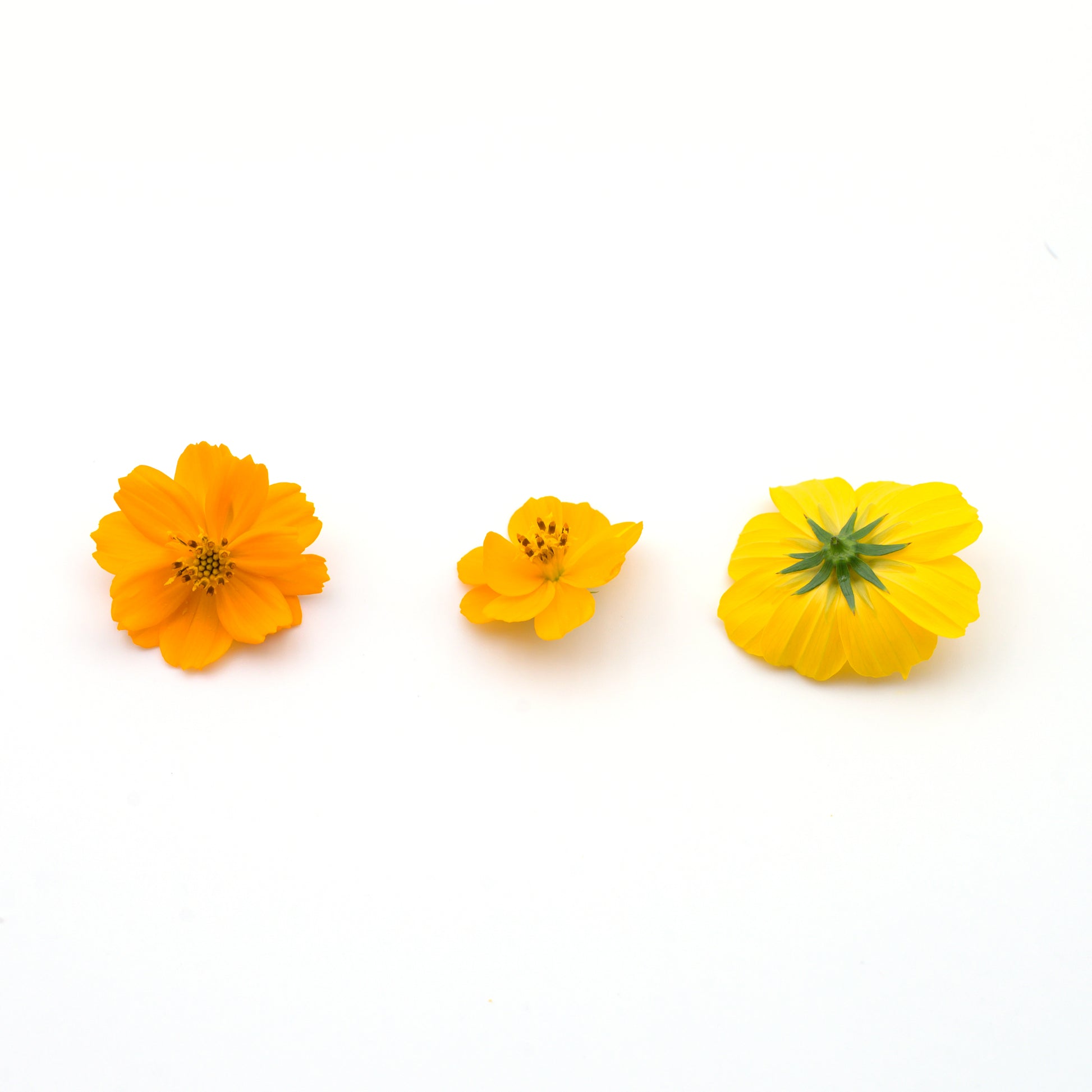 cosmos edible flowers singapore