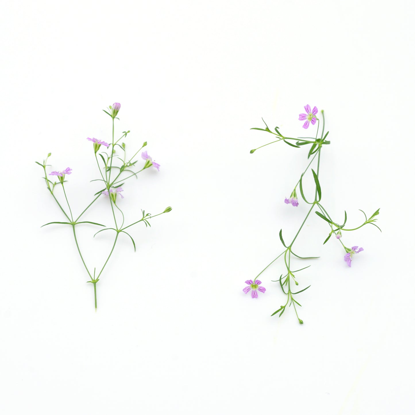 gypsophila edible flowers singapore