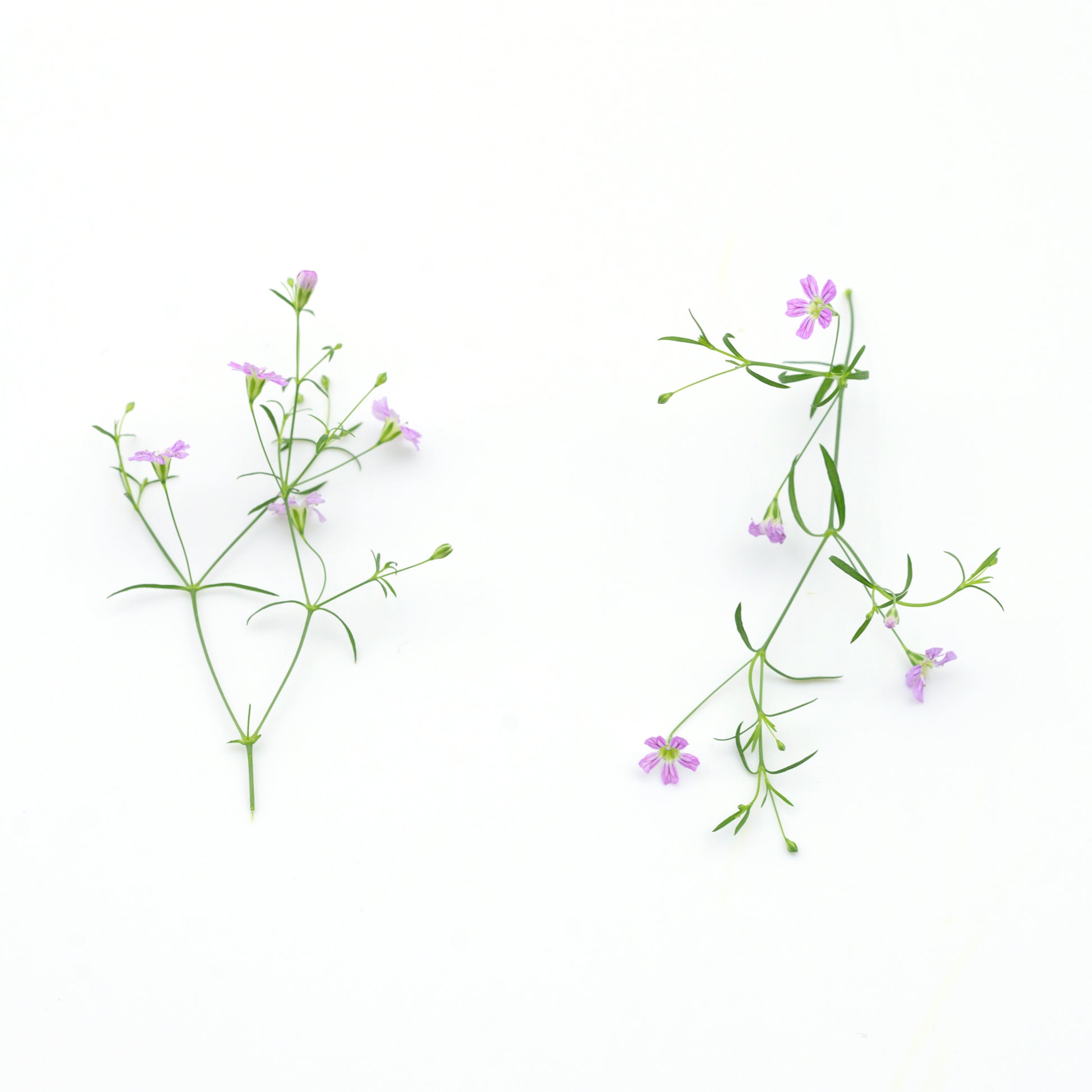 gypsophila edible flowers singapore