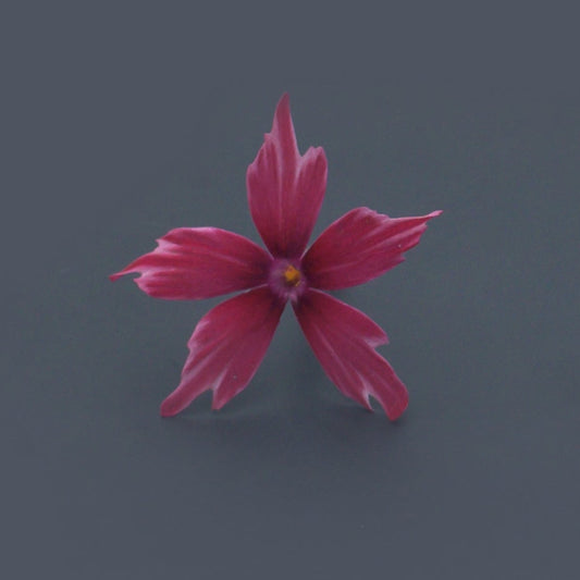 edible flower - Phlox red singapore