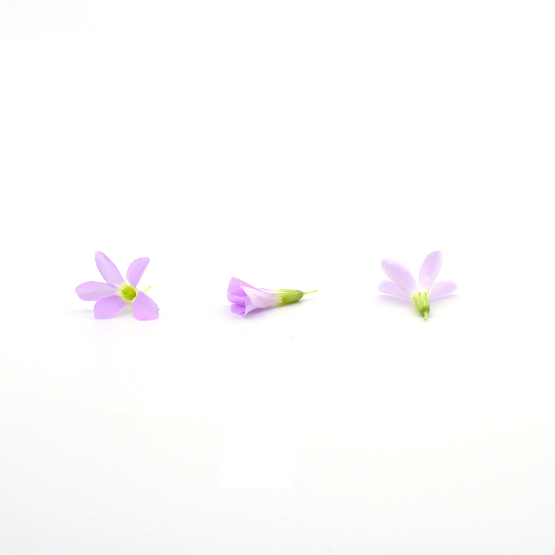 purple oxalis edible flowers singapore