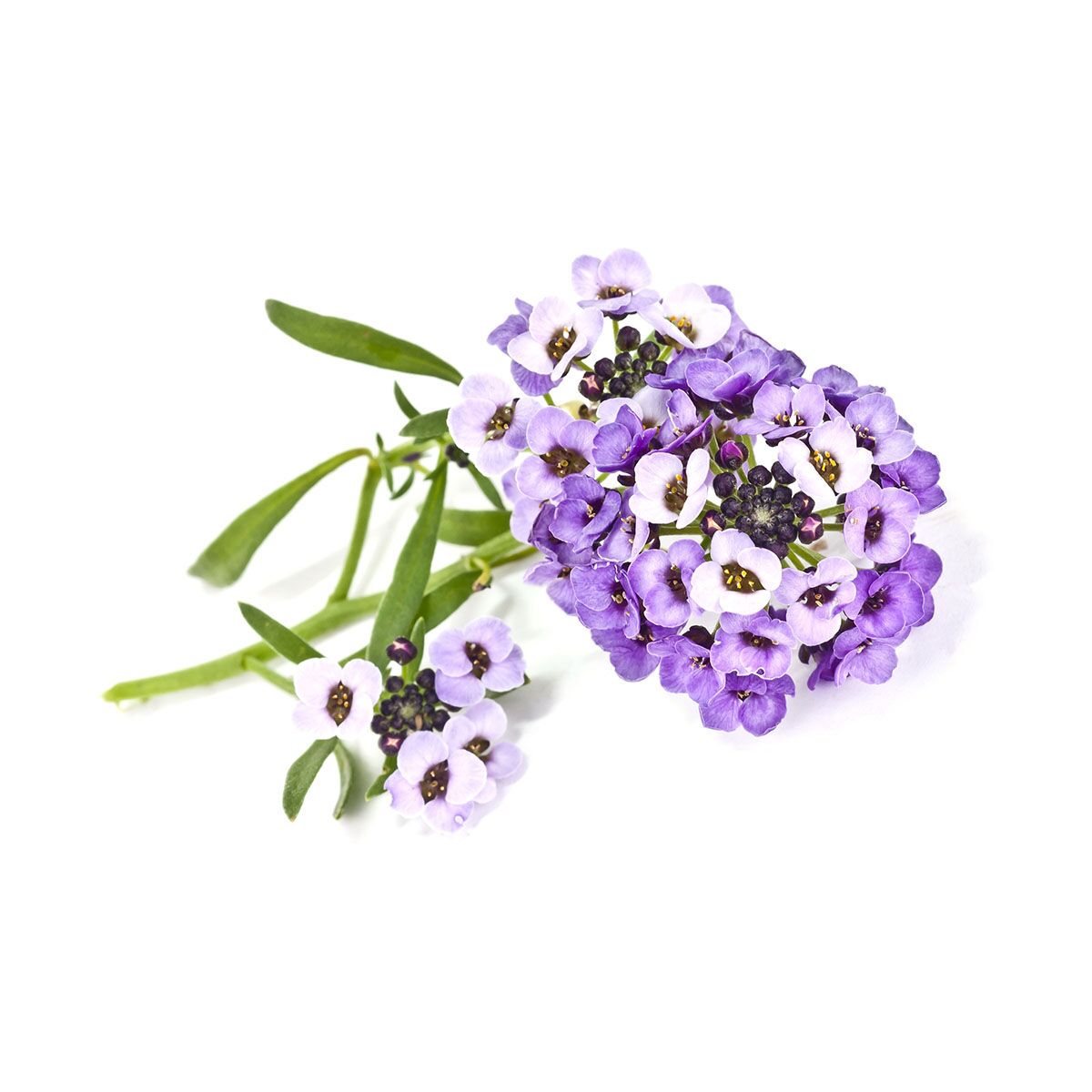 sweet alyssum edible flowers singapore
