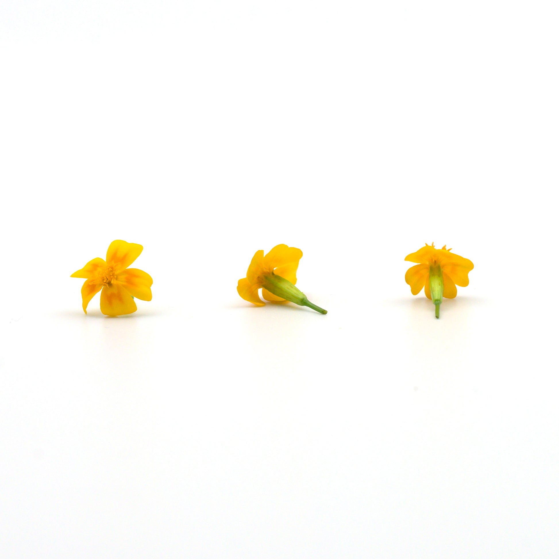 tagete edible flowers singapore