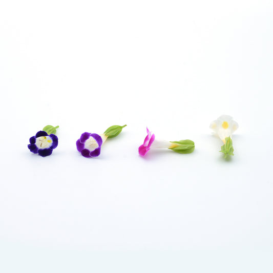 edible flower - torenia singapore