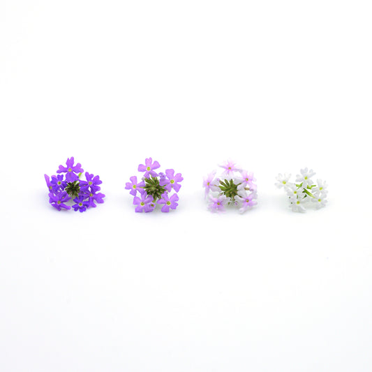 verbena edible flowers singapore