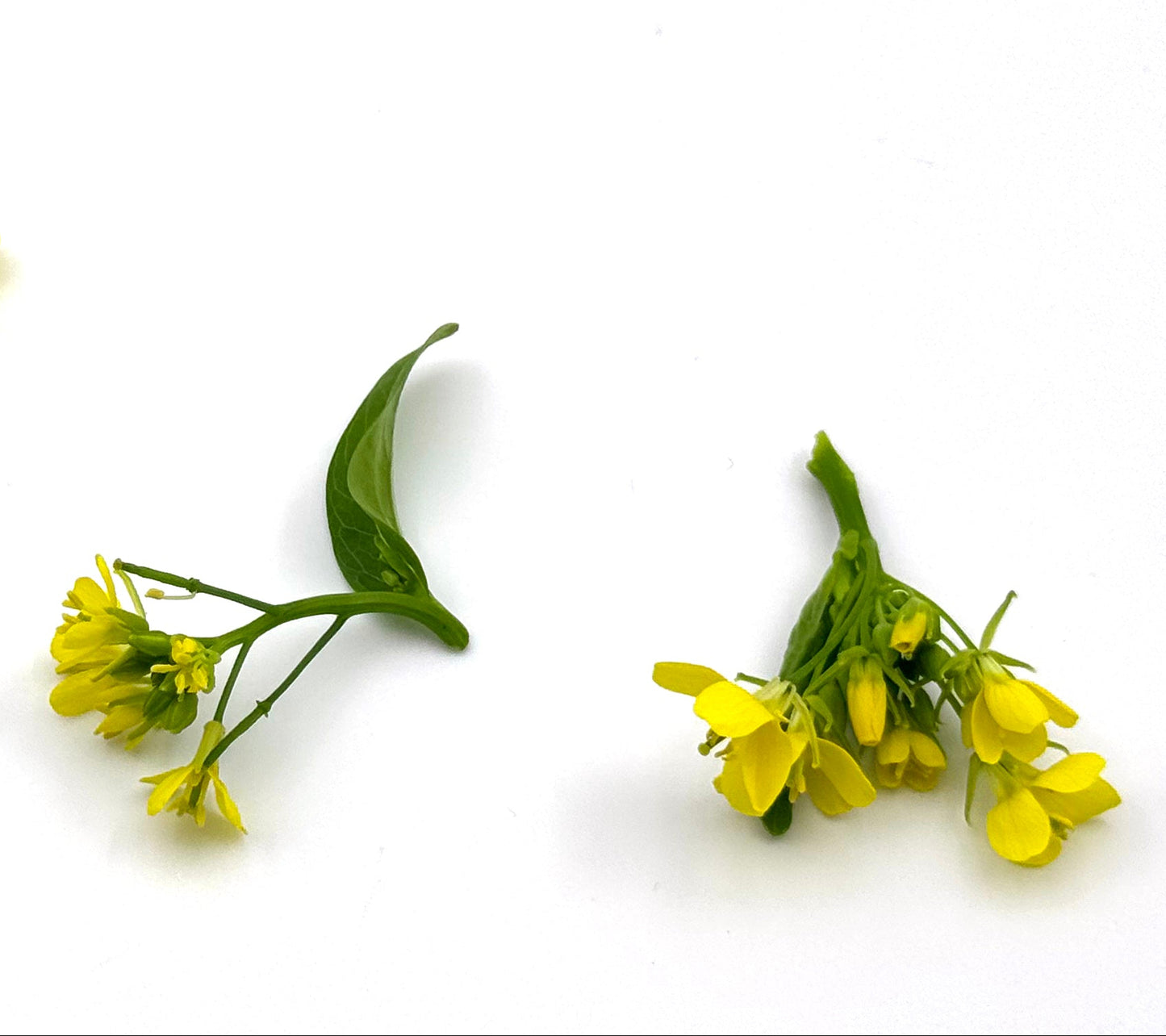 edible flower - brassica flower (mustard flower) singapore