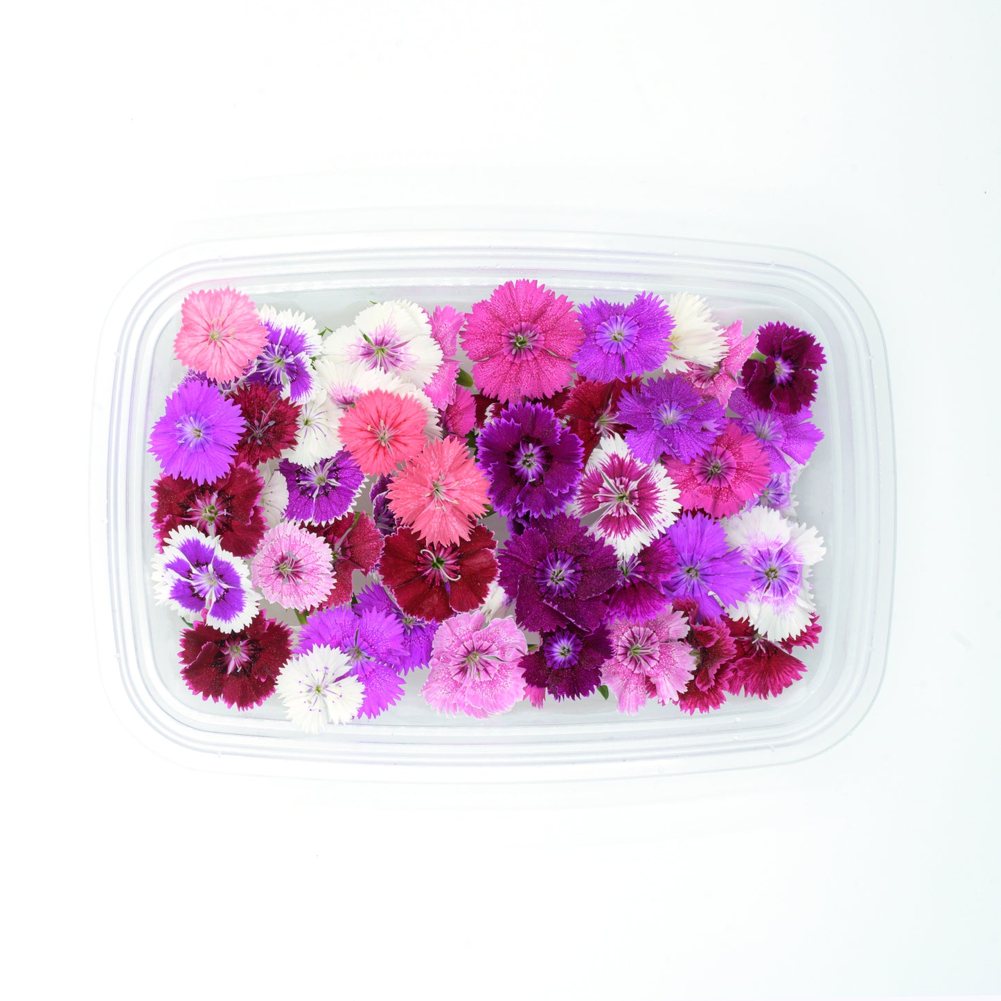 dianthus edible flowers singapore