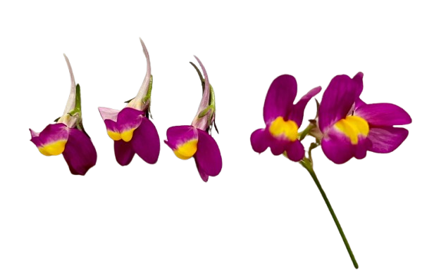 edible flower - linaria singapore
