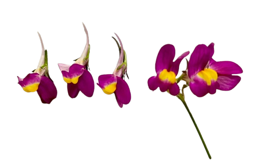 edible flower - linaria singapore