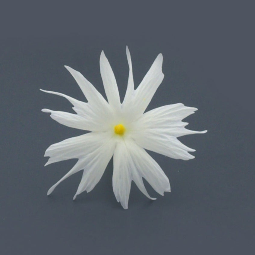 edible flower - phlox white singapore