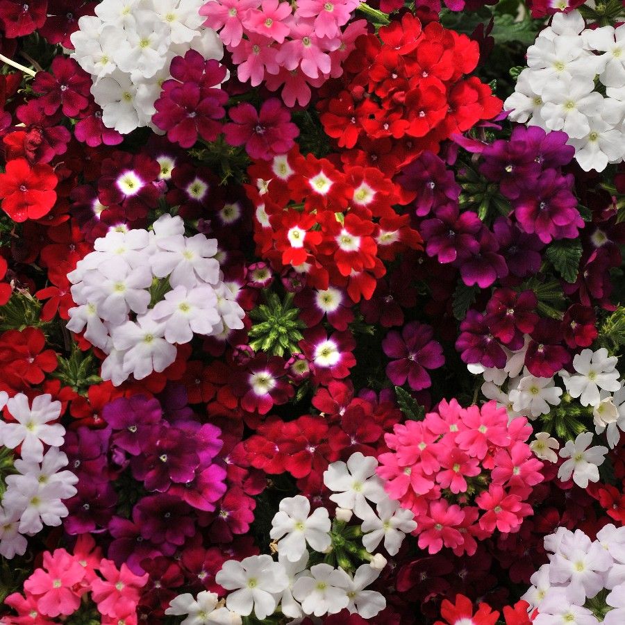 verbena obsession edible flowers singapore