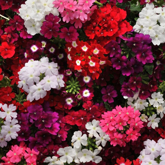 verbena obsession edible flowers singapore