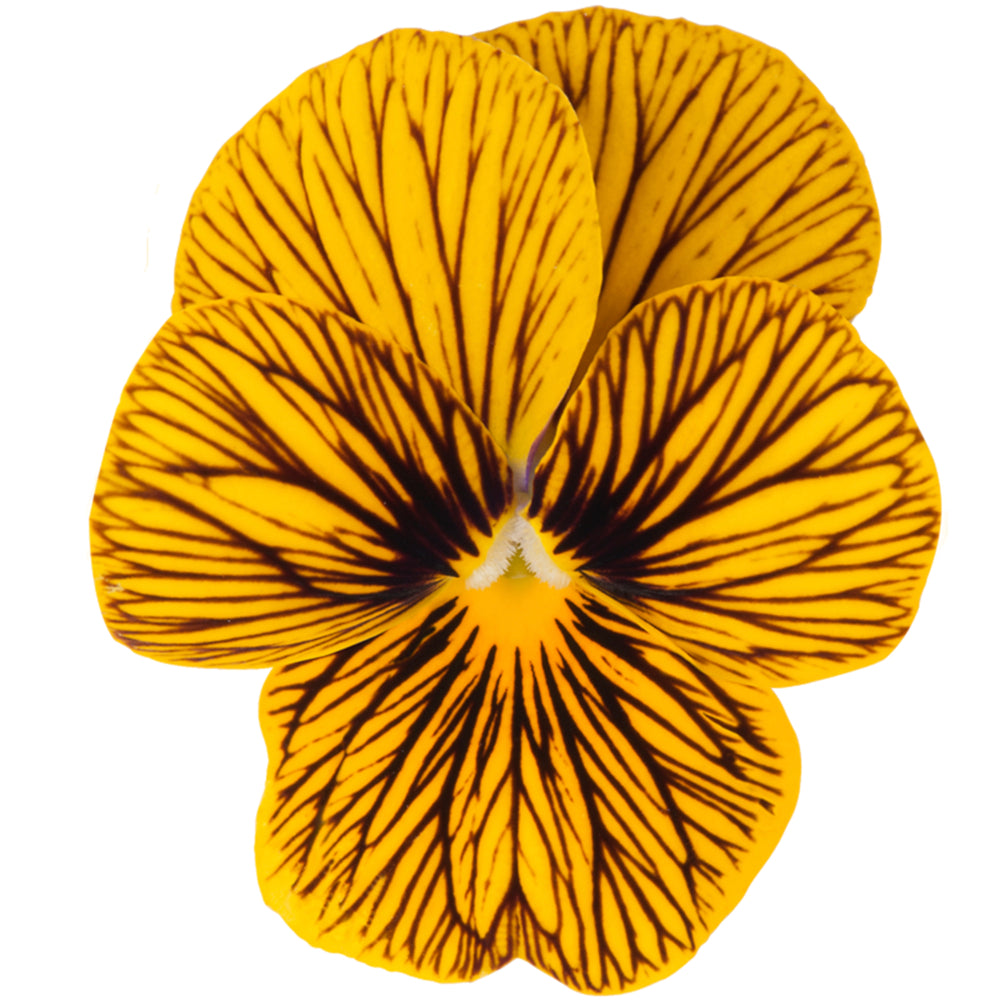 viola tiger eye edible flowers singapore